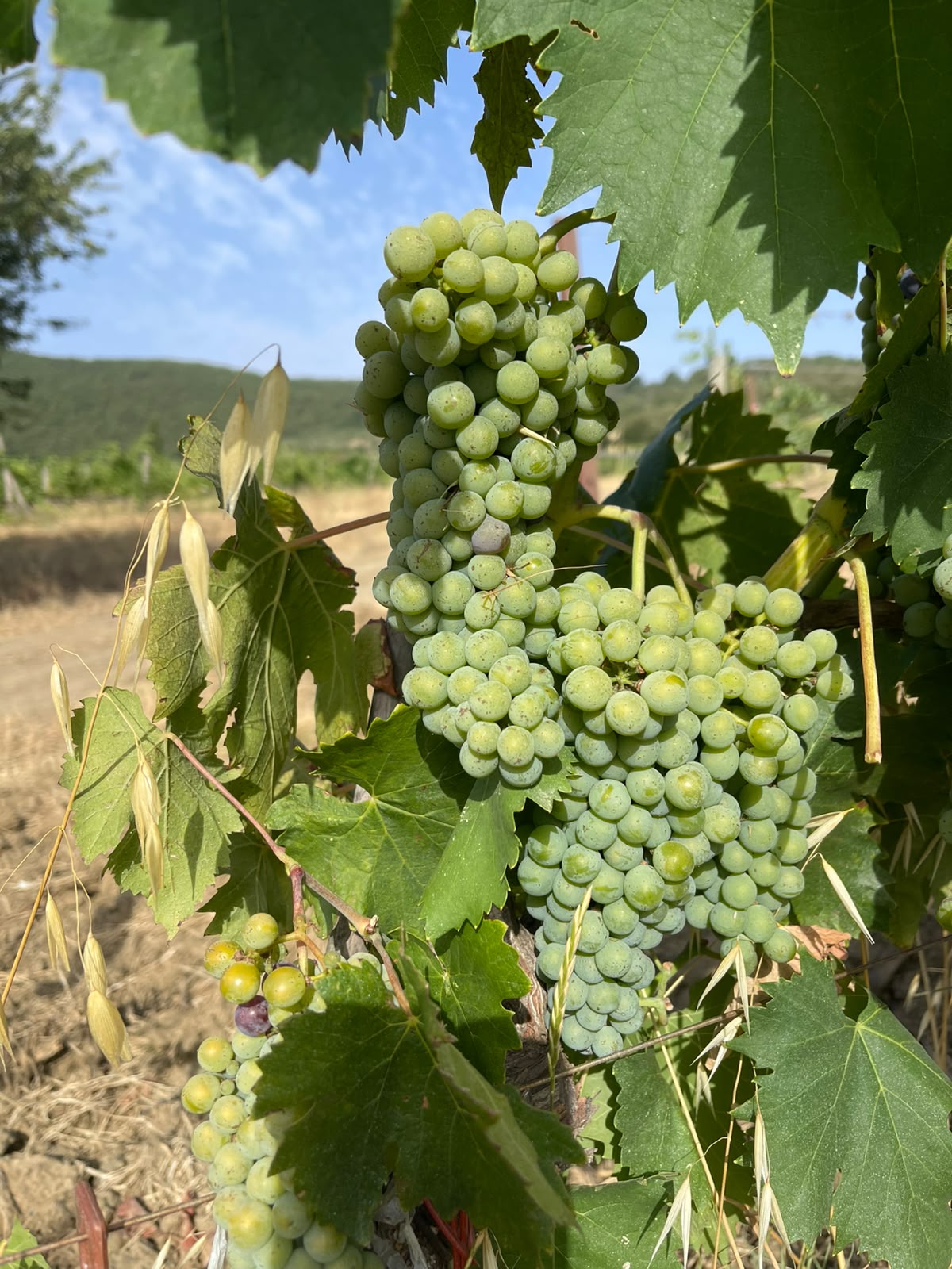 Harvest Report 2026