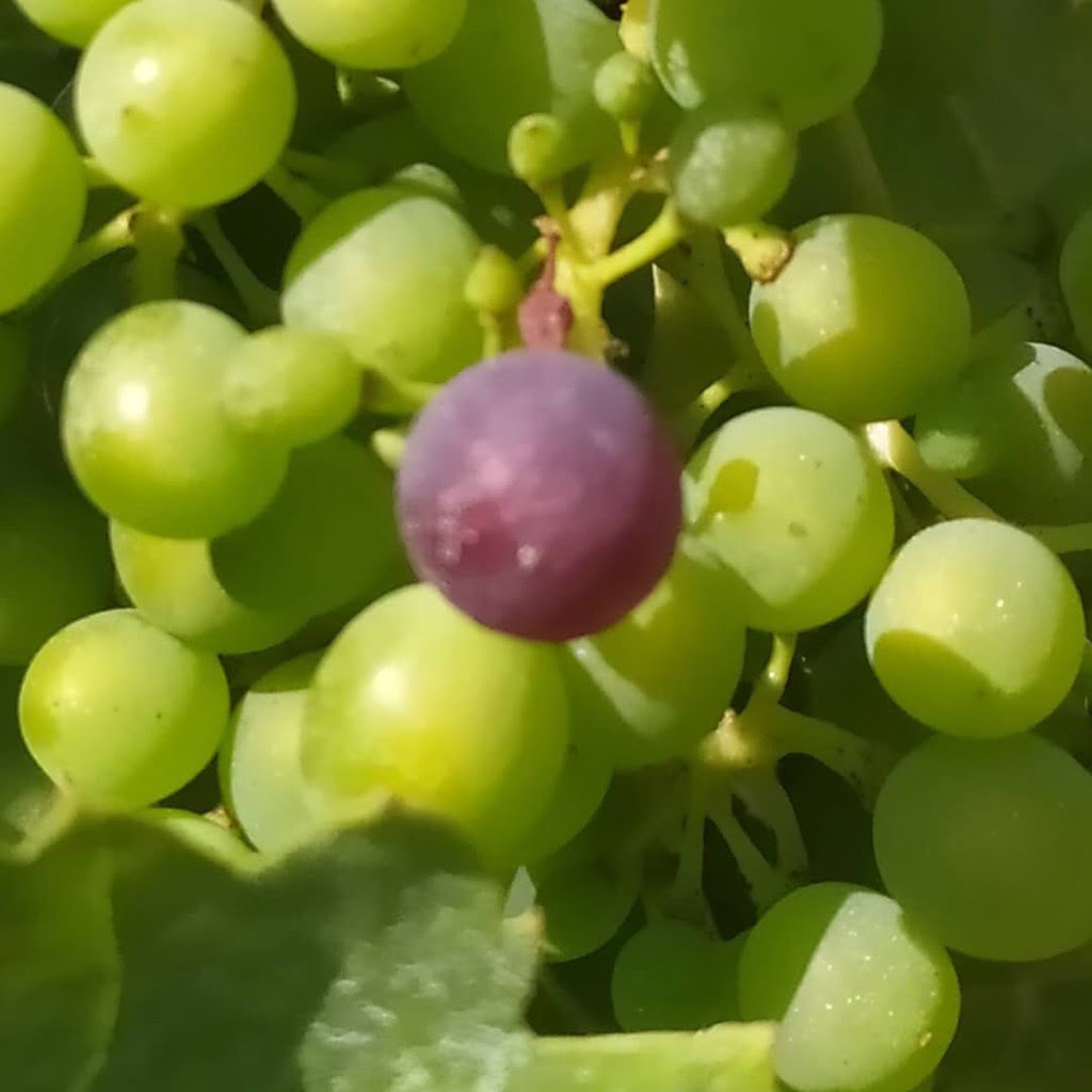 Grapes Cluster