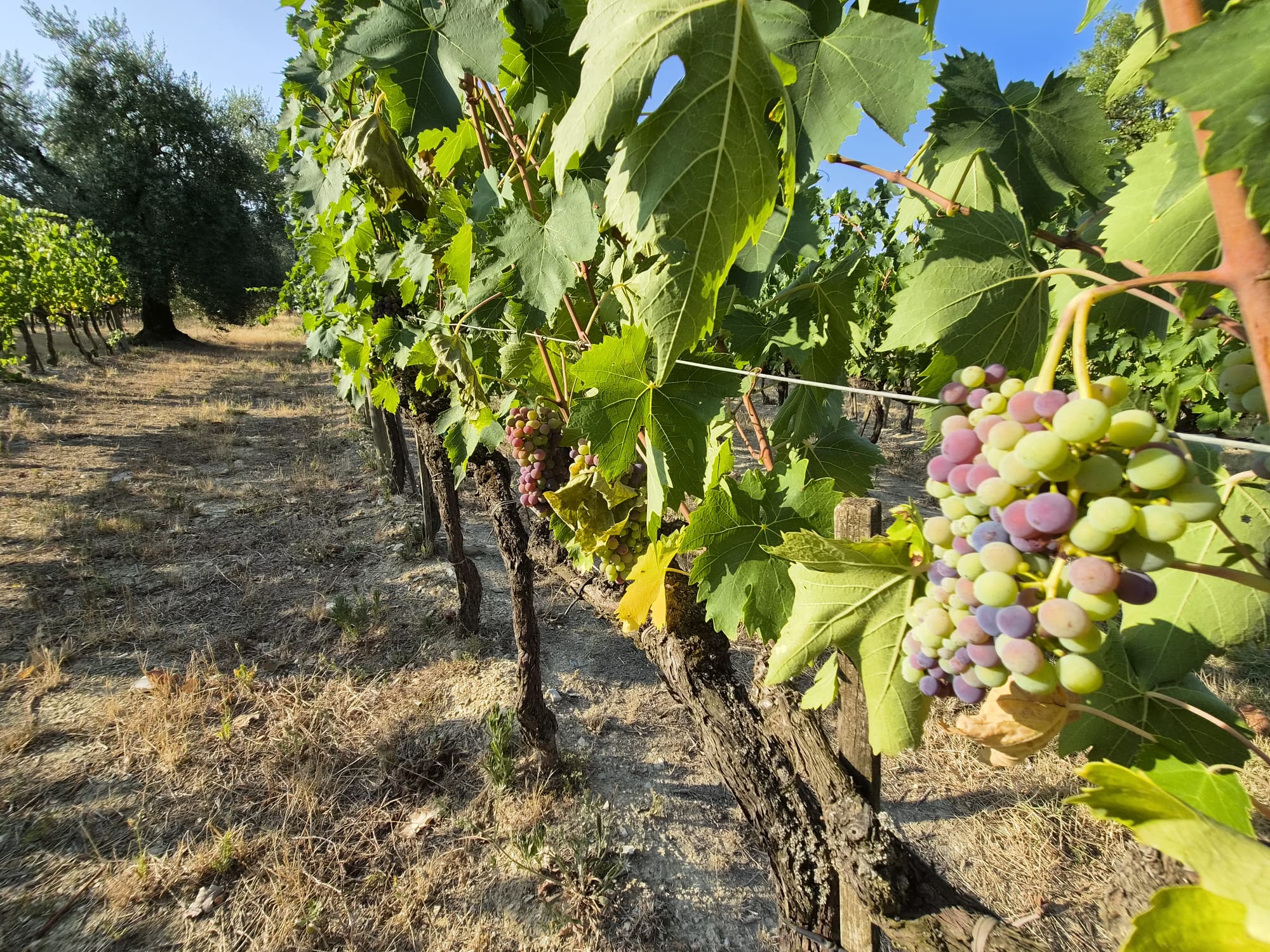 Harvest Report 2026