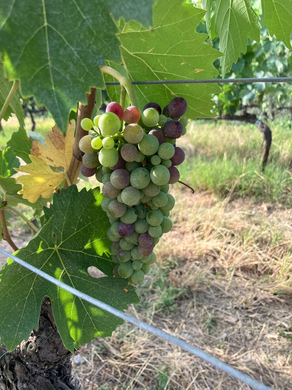 Harvest Report 2026