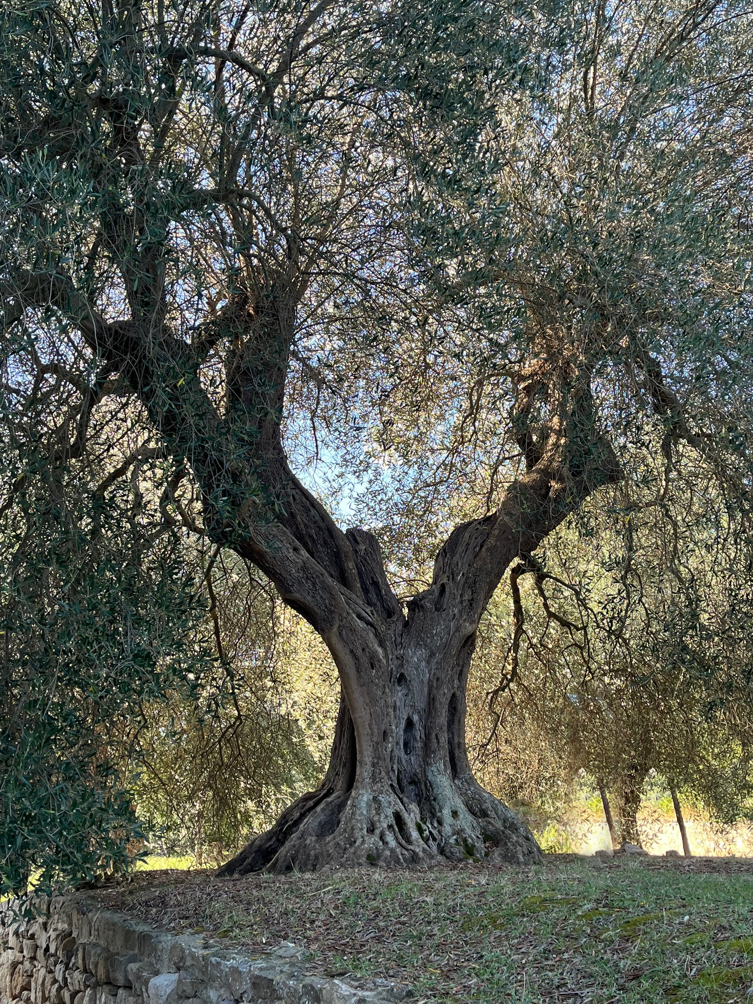 Rustic Tuscany
