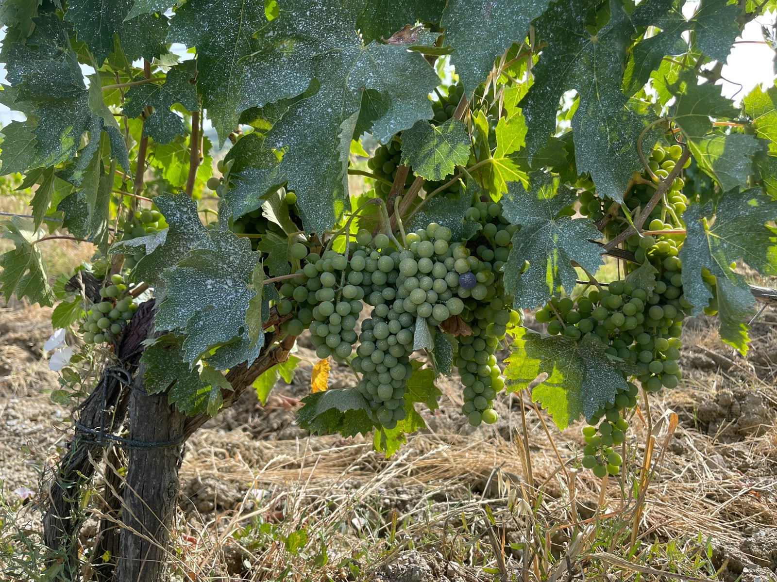 Harvest Report 2026