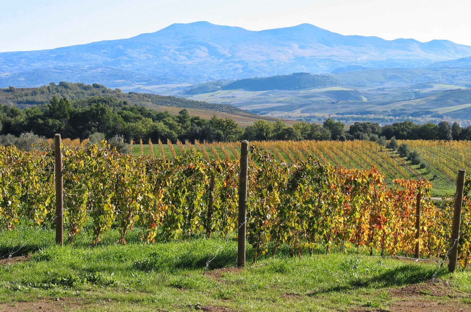 Rosso di Montalcino Vineyards