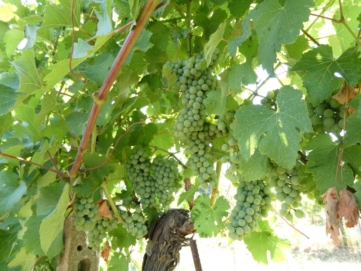 Harvest Report 2026