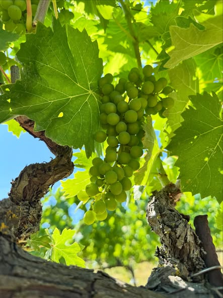Harvest Report 2026