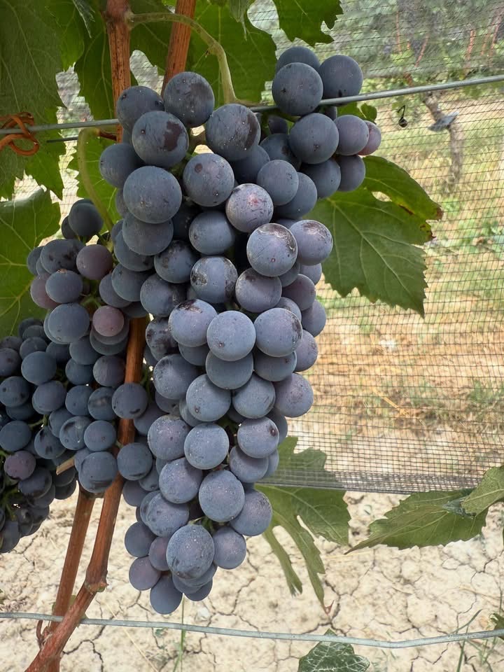 Harvest Report