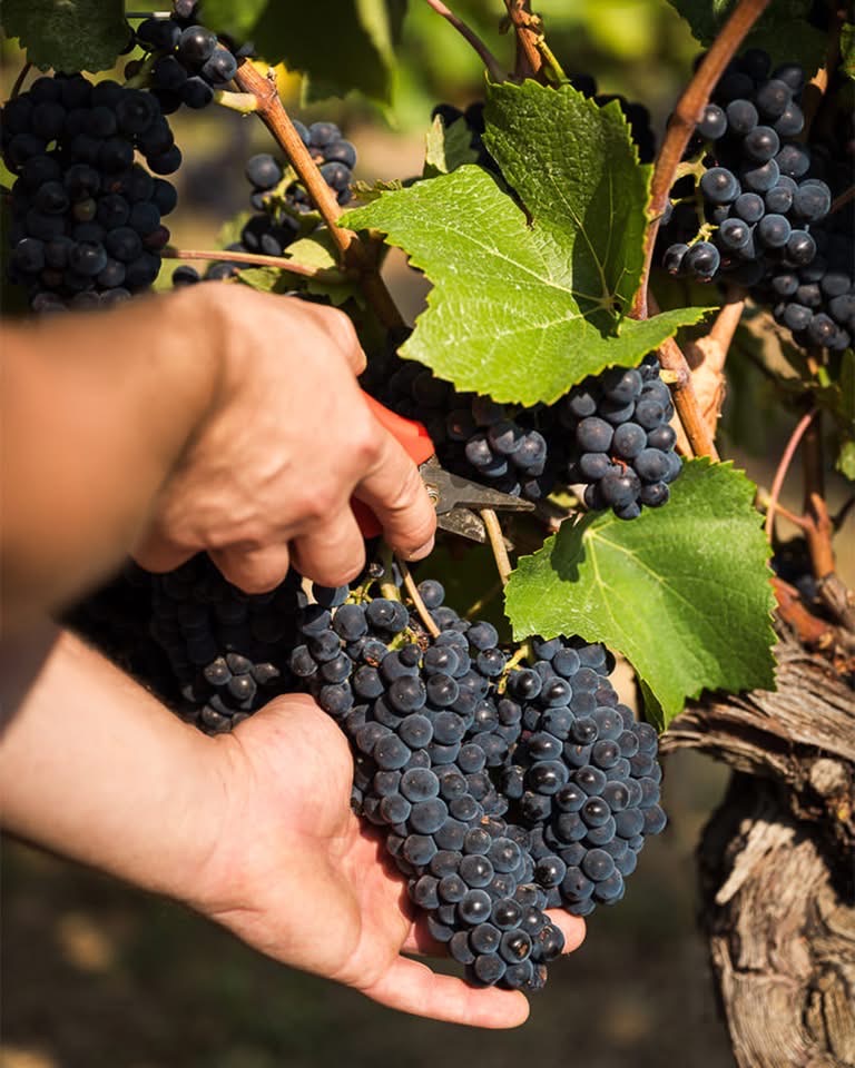 Harvest Report 2026