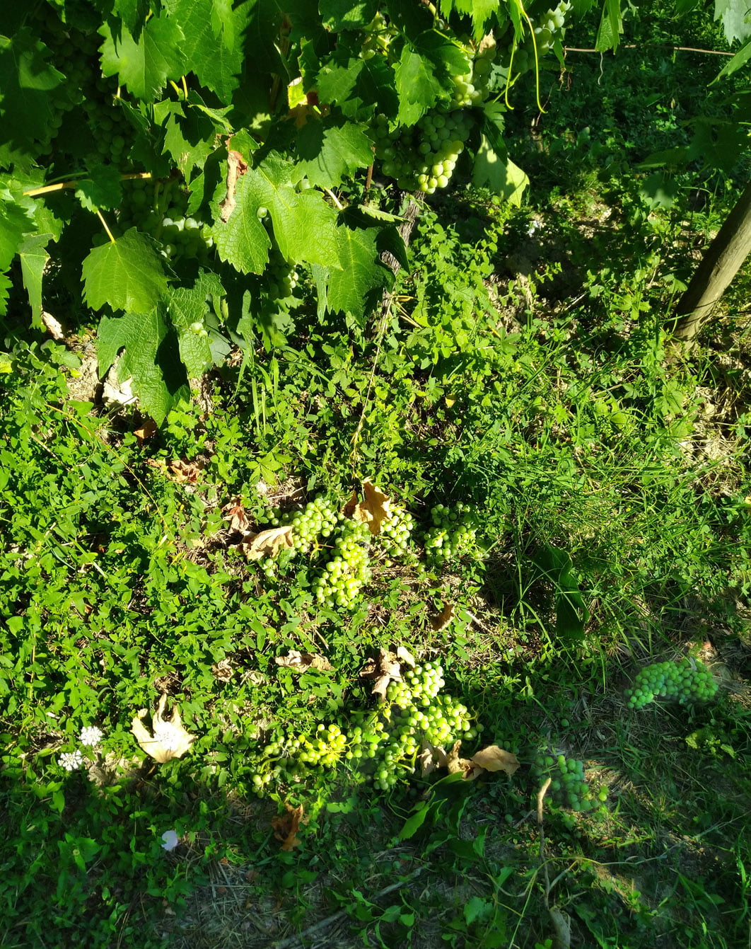 Vernaccia Grapes