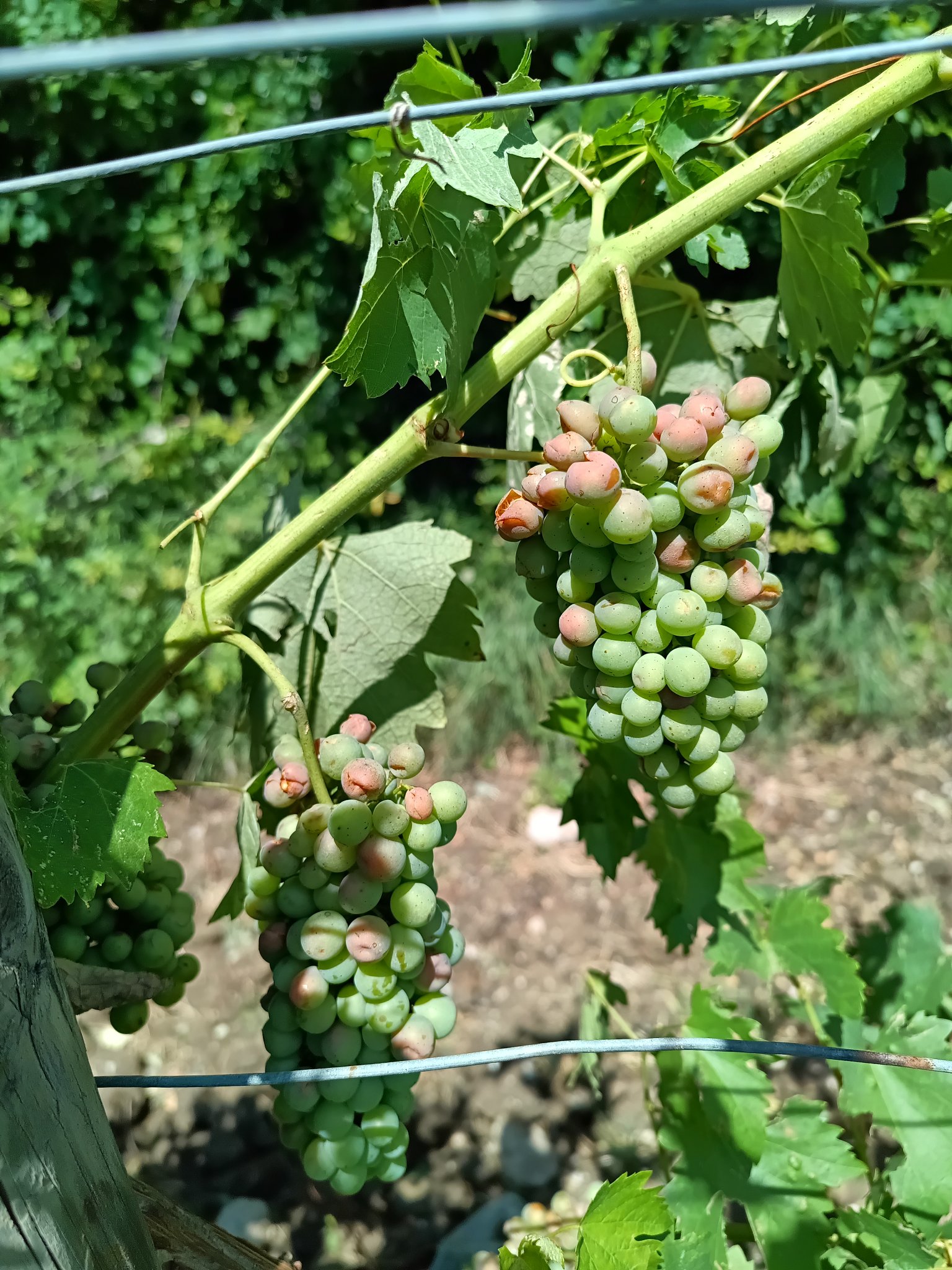 Harvest Report