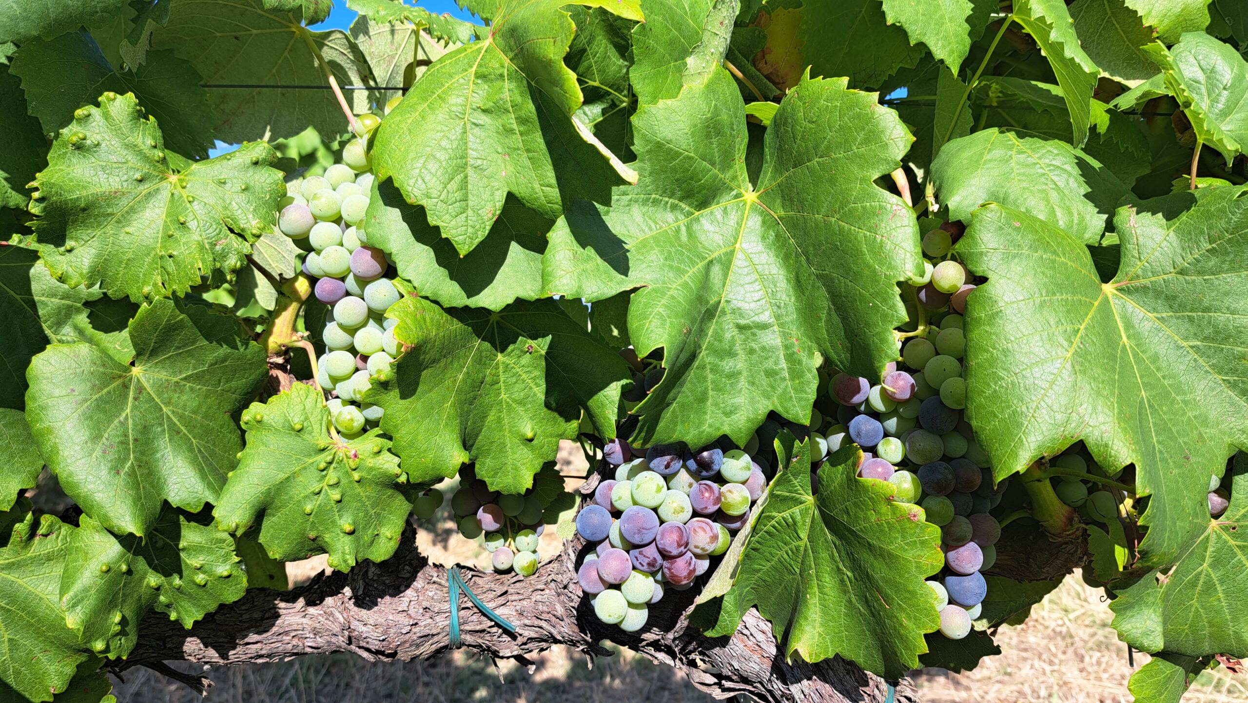 ~ Harvest Report 2026 ~