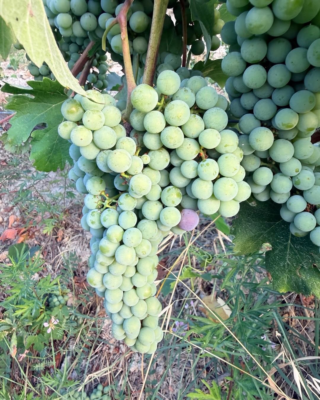 Harvest Report 2026