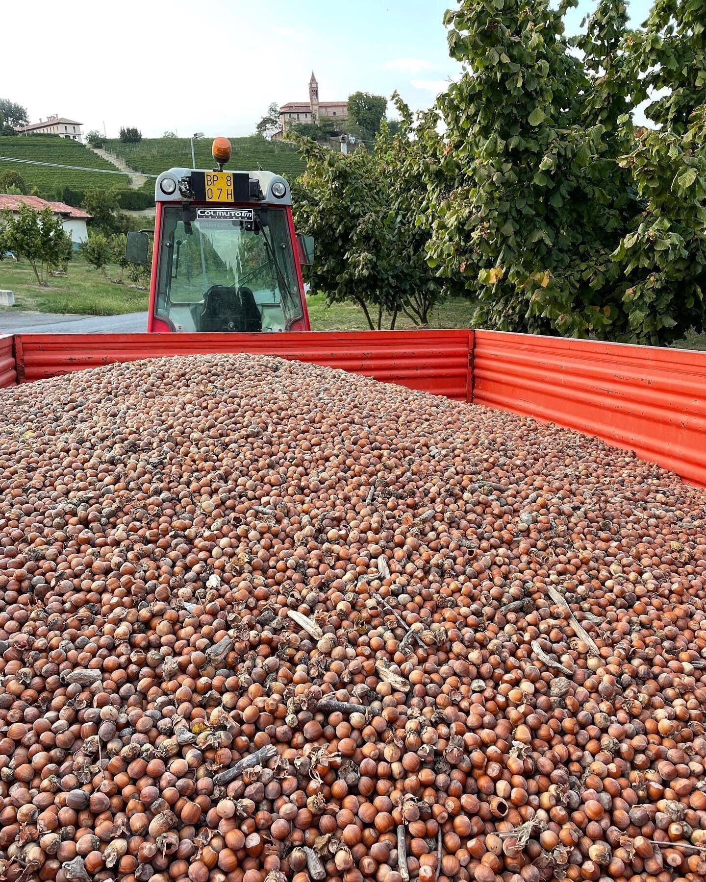 Harvest of Hazelnuts