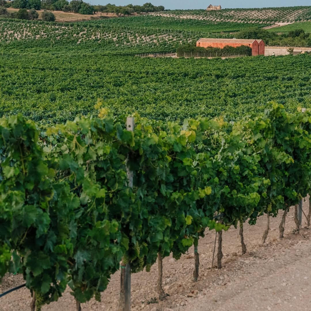 Harvest Report 2026
