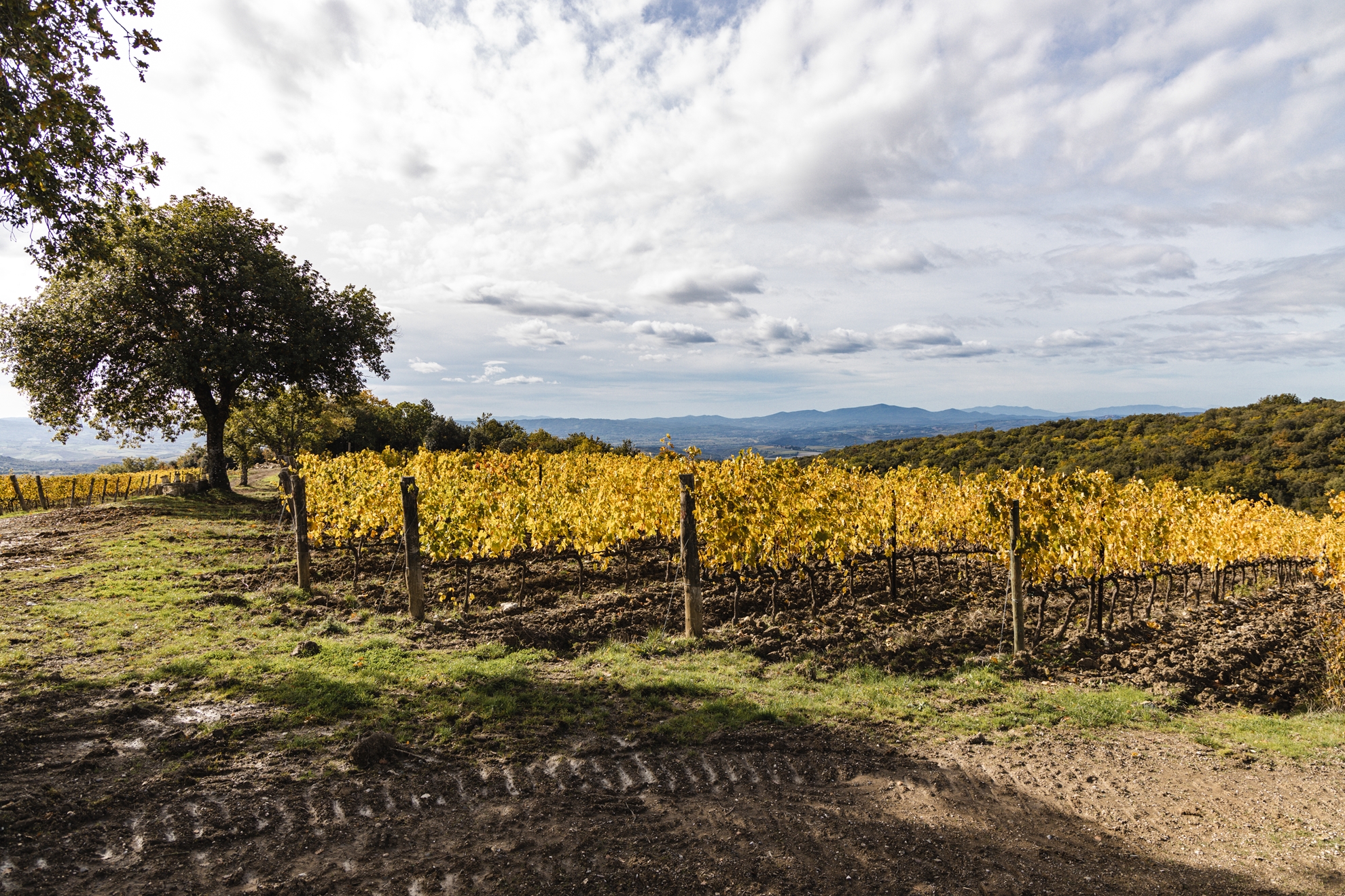 Brunello 2019