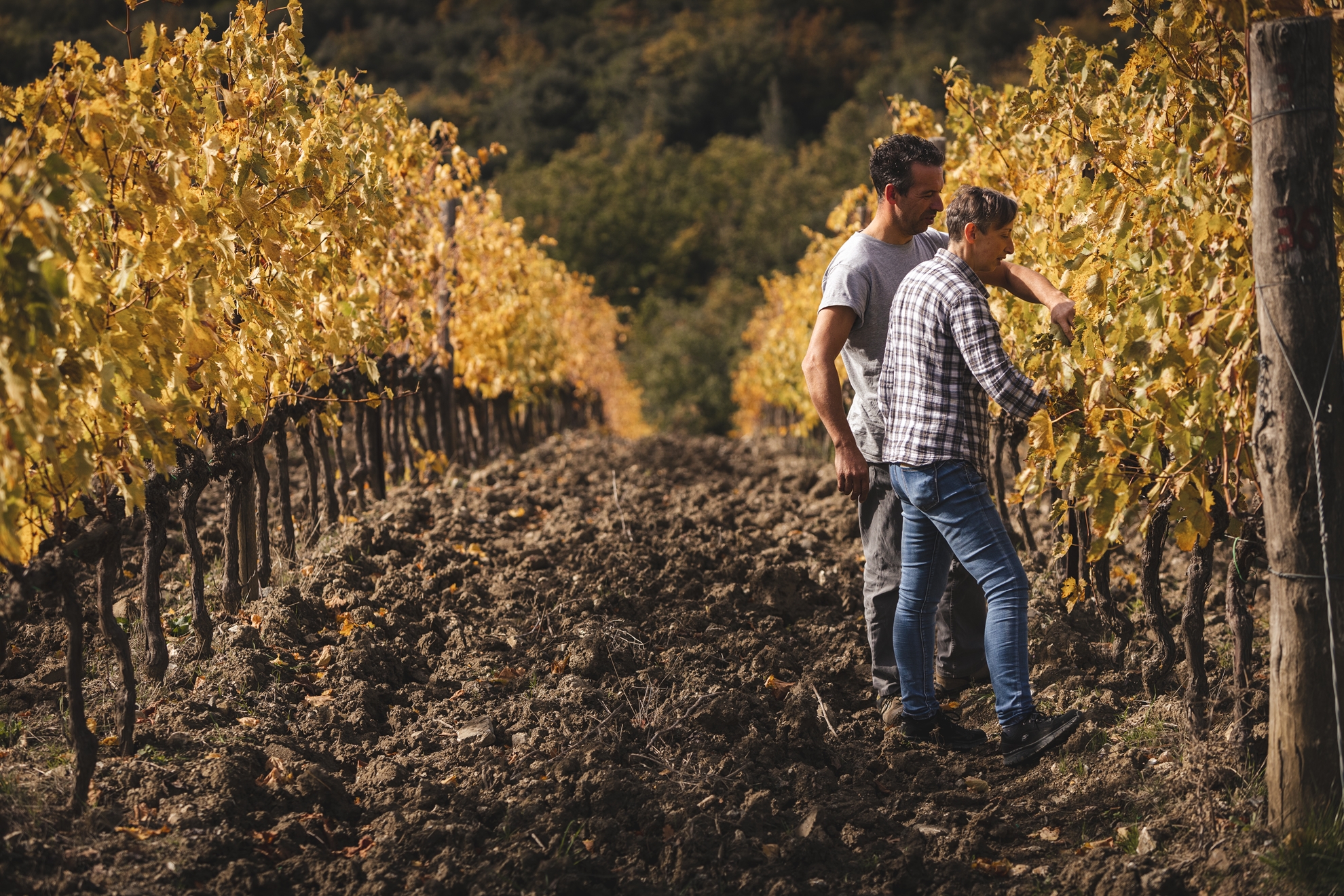 Brunello 2019