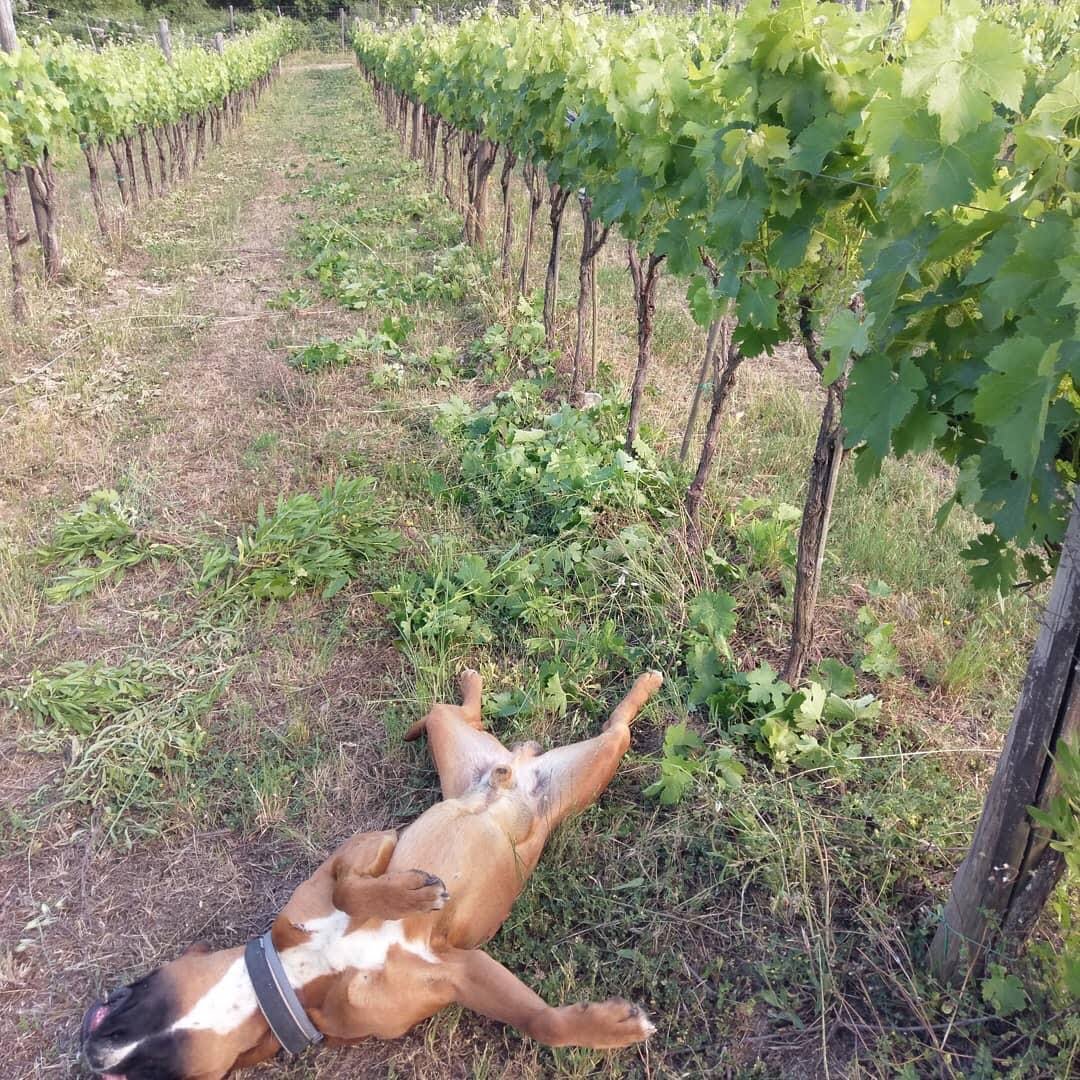 Setriolo vineyard