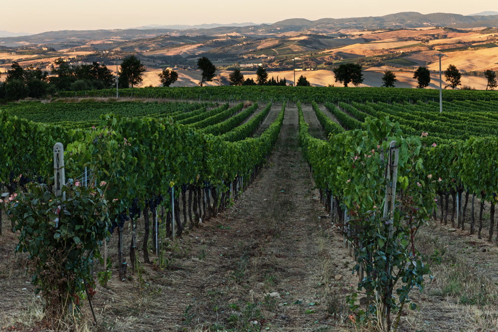 Solaria Grape Vines for Brunello
