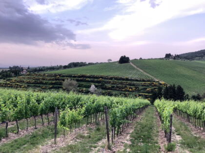 Tignanello 2019 - John Fodera's Tuscan Vines