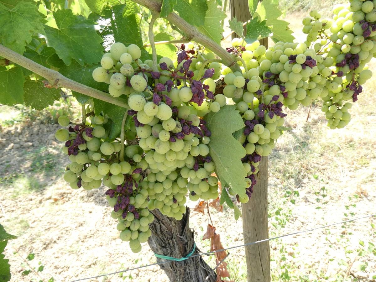 Harvest Report 2026