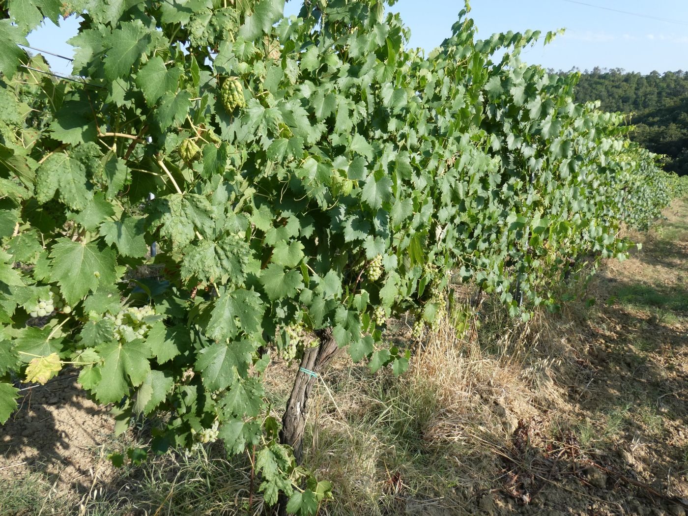 Harvest Report 2026