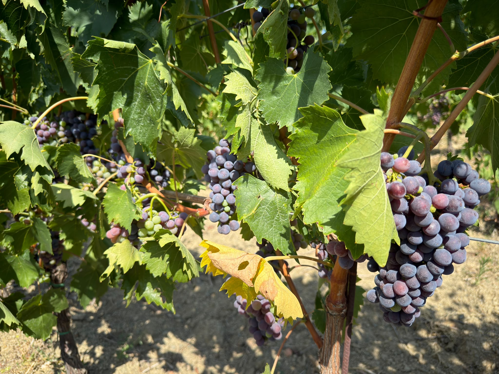 Harvest Report 2026