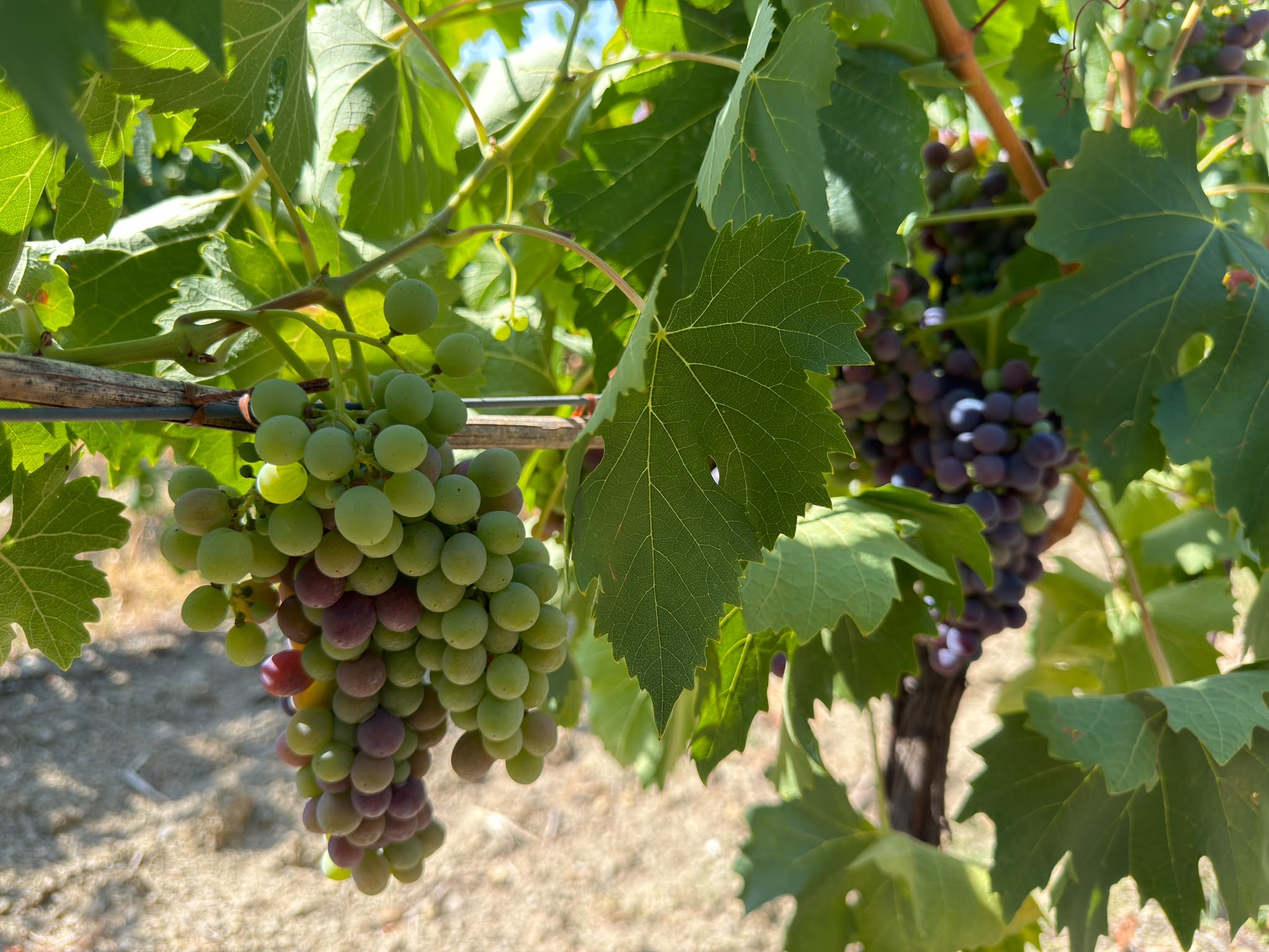 Harvest Report 2026